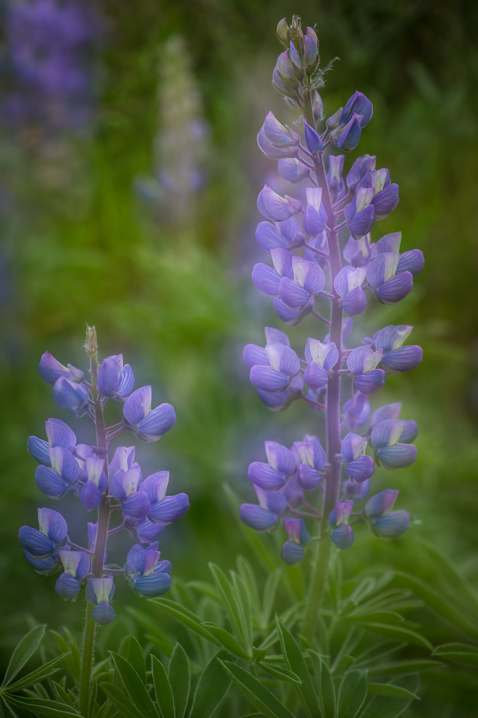 Lupine